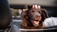 The dog breeds most at risk of heatstroke & why car journeys can be dangerous