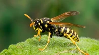 The clever paper bag hack that deters wasps - so effective at keeping them away