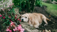 The garden essentials that could be KILLING your dog, you must act now