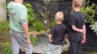 We put a pond in our garden for just £50 and our kids are obsessed with it