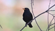 Warning to anyone who sees blackbirds in garden this summer over deadly virus
