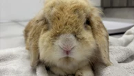 Rescuers shocked when brown rabbit turns out to be WHITE pet living with smoker