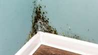 The unexpected part of your home that is a 'breeding ground' for mould