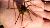 Your ultimate guide to stopping incoming home invasion of sex-crazed spiders