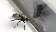 The 89p hack to keep flies out of your house during the hot weather