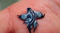 Tourists banned from another popular Spanish beach as killer ‘blue dragons’ swarm