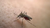 Stop mosquitoes biting you with 50p DIY trap they hate - it’s safe for your skin