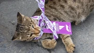 Adorable kitten sneaks into Azerbaijan GP as driver's mum offers new home