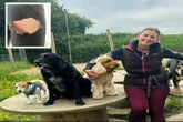 Woman mauled by dog that sank its teeth into her BUM as she jogged through park