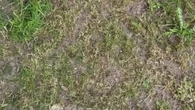 My lawn was ruined by leatherjackets - the £17 buy that gets grass lush again