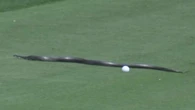 USPGA Championship official forced to shoo huge SNAKE off the course
