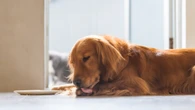 The worrying reason your dog is licking their paws more