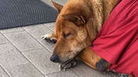 Heartbreaking pics show dog refusing to leave her dead owner's favourite spot