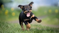 I’m a vet - 10 signs your dog loves you & it’s good news if they always jump up