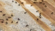 Kitchen staple is perfect for keeping bugs away from your garden - it's only 35p