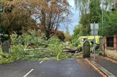 Tragedy as woman in her 40s is killed after 'large branch falls from huge tree'