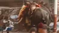 Terrifying moment elephants go on rampage killing at least 3 & injuring 30