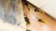 Expert reveals 28p trick to keep wasps away & you may already have it at home