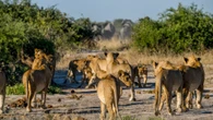Two rally drivers escape lions after Land Rover gets stuck in mud in Africa