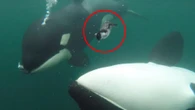 Dozens of orcas seen giving GIFTS to humans in baffling 'acts of kindness'