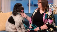 I spent £800 on a cockapoo pup - now he's a 22kg beast & costs £250 a month
