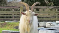How a man filling his house with goats may have cost Labour Runcorn