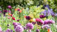 The 5 gardening trends for 2025 - from companion planting to chaos gardening