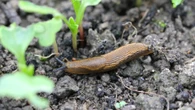 Slugs get so stuck in 10p DIY solution they can't escape