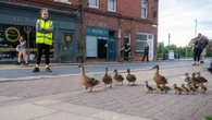 Flock of ducks get an escort across busy roads to nightly nesting spot