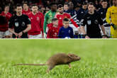 Mouse spotted on Old Trafford pitch before Man Utd vs Ipswich