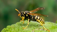 The easy cotton wool hack that keeps wasps out of your home this summer