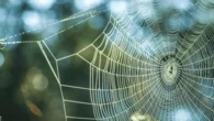 Stop spiders before they invade your home, 3 tips to keep them out your garden