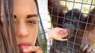 Shocking moment MMA star gives orangutan a vape sparking furious backlash