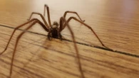 Boil 30p kitchen staple to stop spiders creeping in your home this September