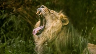 Shock as rare lion that starred on C4 show dies at one of UK's biggest zoos