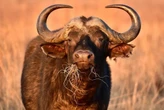 ‘Black Death’ buffalo shot dead after fatally goring trophy hunter in ambush