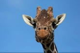 Giraffe that appeared in hit Netflix show dies at zoo after kidney failure