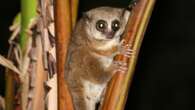 Lemurs' secret trick to REVERSE ageing revealed by stunned scientists