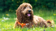 I’m a vet - everyday habit could be silently destroying your dog’s mental health