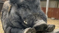 Woman locked in bitter neighbour war over pet PIG who loudly SNORES all day long