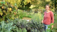 Garden pro's £3 B&Q's plant flowers from now to end of summer & bees love it