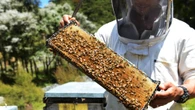 Furious residents 'trapped in their homes' thanks to neighbour's beehives
