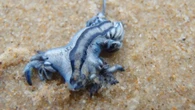 Tourists BANNED from swimming on Costa Blanca over killer 'blue dragons'