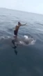Terrifying moment idiot thrillseeker surfs and dances on top of SHARK