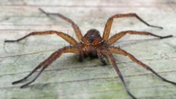 Giant fish-eating spider once thought to be EXTINCT is spotted in UK homes