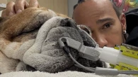 Roscoe Hamilton's trainer shares update with F1 icon Lewis' dog in coma