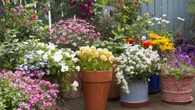 The seeds to sow in your garden now to have it blooming all through summer