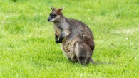 The UK island where wallabies roam free with plans for new holiday lodge