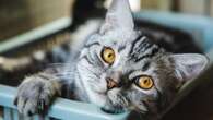 From a strange cat to a dog with a cough - your pet queries answered