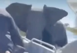 Brit tourists’ terror as mum ELEPHANT nearly sinks boat in croc-infested river